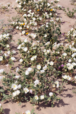 Dune Primrose (Oenothera deltoides)