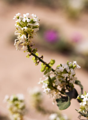 Spectacle Pod (Dithyrea californica)