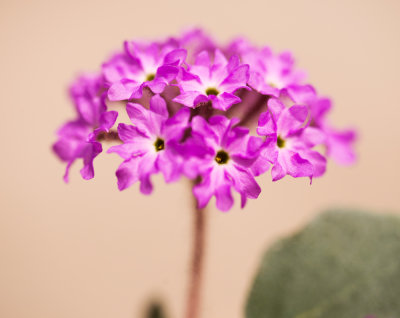 Sand Verbena (Abronia villosa)