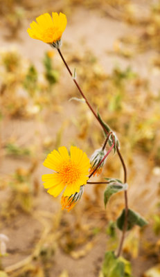 Desert Sunflower (Geraea canescens)