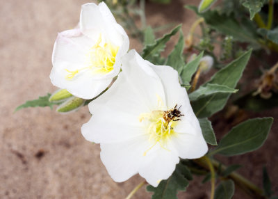 Dune Primrose (Oenothera deltoides)