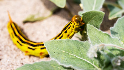 Sphinx Moth Caterpillar