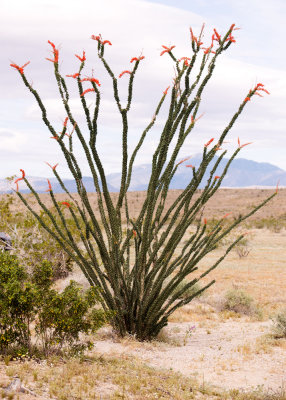Ocotillo (Fouquieria splendens)