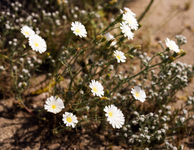 Desert Chicory (Rafinesquia neomexicana)
