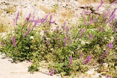 Arizona Lupine (Lupinus arizonicus)