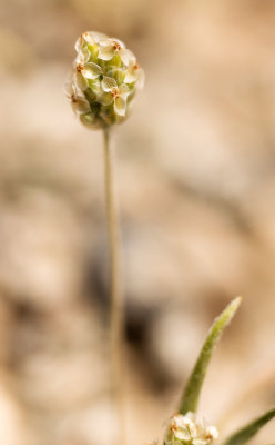 Plantain (Plantago sp.)