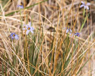 Blue-Eyed Grass (Sisyrinchium sp.)