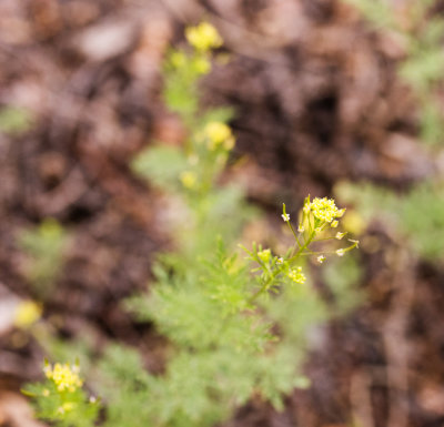 DSC_7556a.jpg