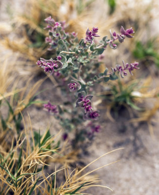 Shadscale (Atriplex confertifolia)