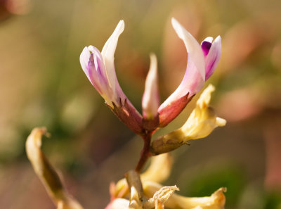 Preuss' Milkvetch (Astragalus preussii)
