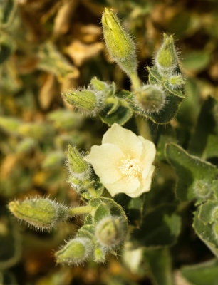 Rock Nettle (Eucnide urens)