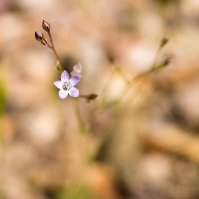 DSC_8030a.jpg