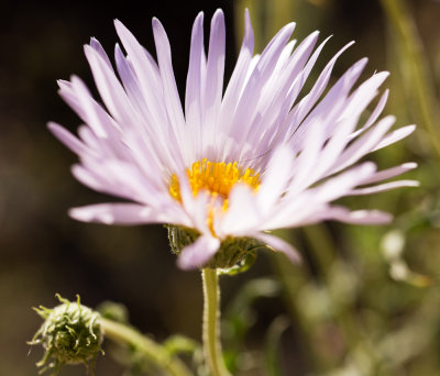 Mojave Aster (Xylorhiza tortifolia)
