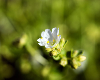 Wishbone Bush (Mirabilis laevis var. villosa)