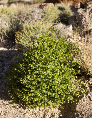 Wishbone Bush (Mirabilis laevis var. villosa)