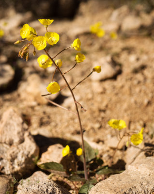 Yellow Cups (Camissonia brevipes)