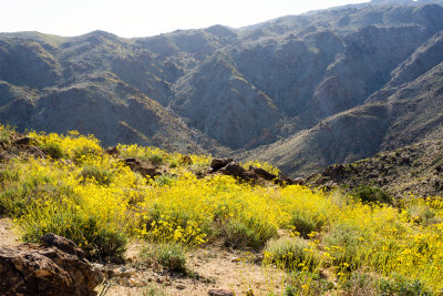 49 Palm Canyon