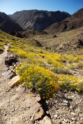 49 Palm Canyon Trail