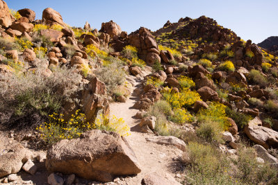 49 Palm Canyon Trail