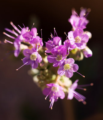 Phacelia sp.