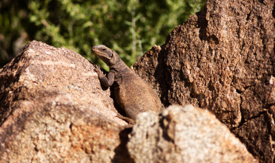 Common Chuckwalla (Sauromalus ater)