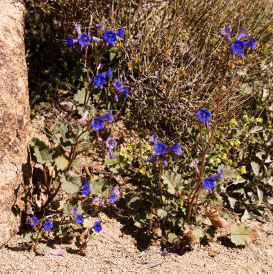 Canterbury Bells (Phacelia campanularia)
