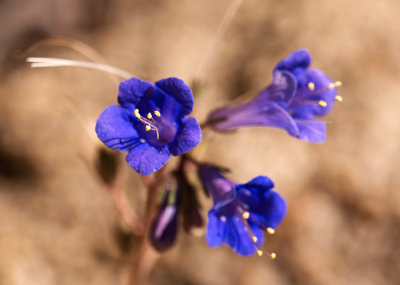 Canterbury Bells (Phacelia campanularia)
