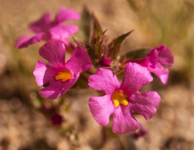 Bigelow Monkeyflower (Mimulus bigelovii)
