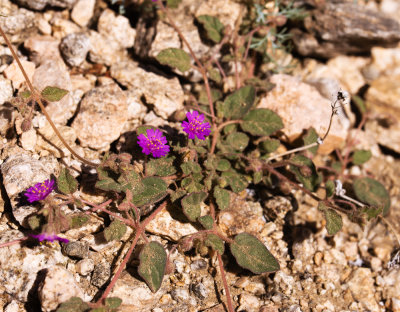 Windmills (Allionia incarnata)