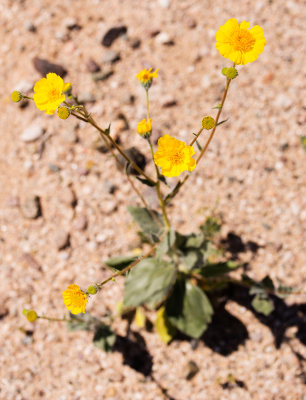 Desert Sunflower (Geraea canescens)