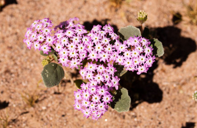 Sand Verbena (Abronia villosa)