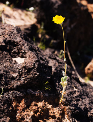 Desert Sunflower (Geraea canascens)