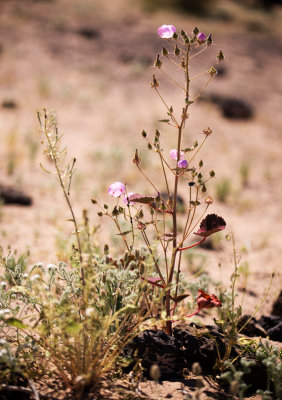 Desert Five Spot (Eremalche rotundifolia)