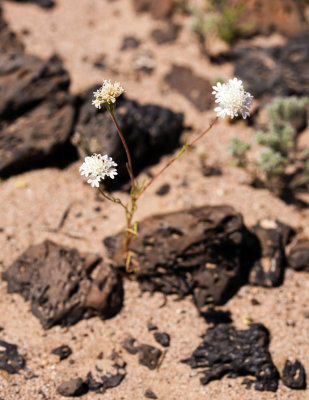 Fremont Pincushion (Chaenactis fremontii)