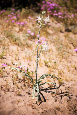 Desert Lily (Hesperocallis undulata)