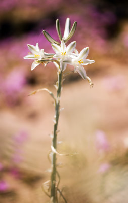 Desert Lily (Hesperocallis undulata)