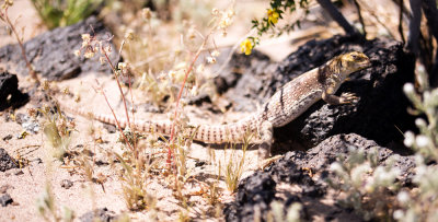 Lizard