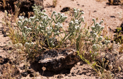 Cryptantha sp.