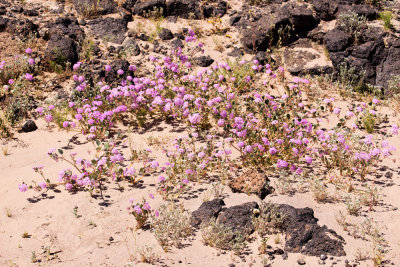Sand Verbena (Abronia villosa)