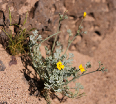 Little Gold Poppy (Eschscholzia minutiflora)