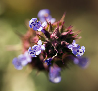 Chia (Salvia columbariae)