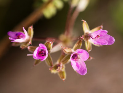 Erodium sp.
