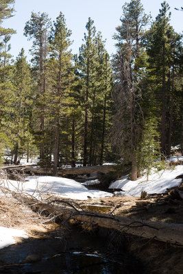 Alpine Meadow