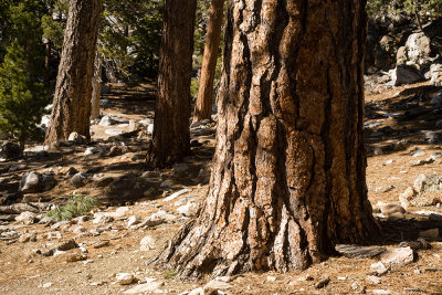 Jeffery Pines (Pinus jeffreyi)