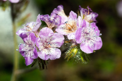 Phacelia sp.