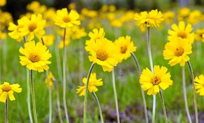 Lakeside Daisy Nature Preserve (Erie County)