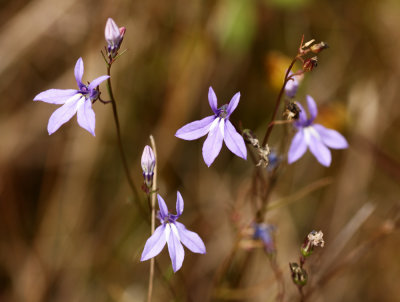 Brook Lobelia (Lobelia kalmii)