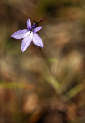 Brook Lobelia (Lobelia kalmii)