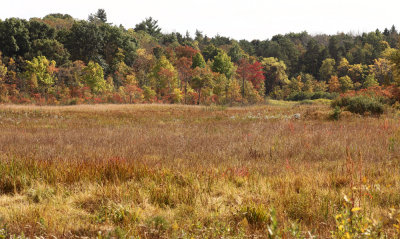 Herrick Fen (Portage County)