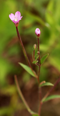 Willow Herb (Epilobium sp.) 